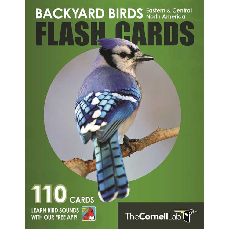Backyard Birds Flash Cards: Eastern & Central North America cover