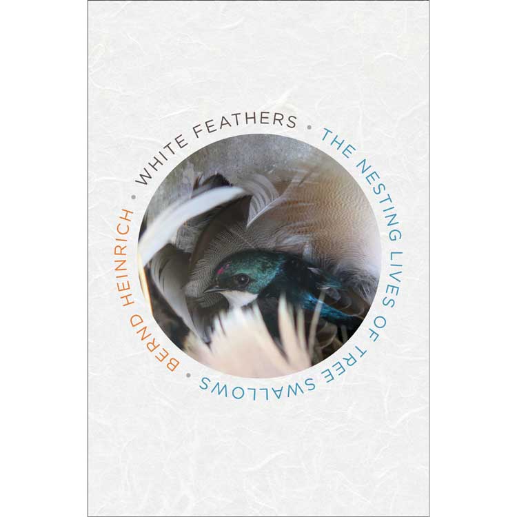 Book cover and/or sample page of White Feathers: The Nesting Lives of Tree Swallows
