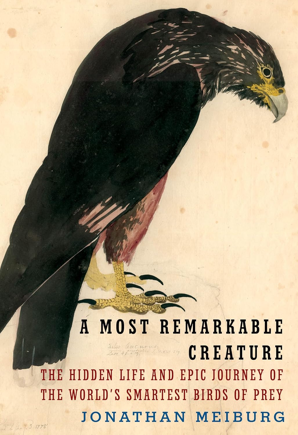 a most remarkable creature book cover