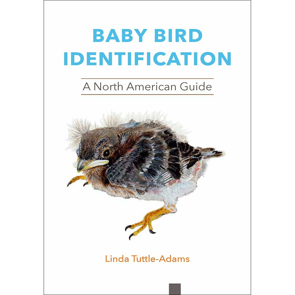 Baby Bird Identification: A North American Guide cover