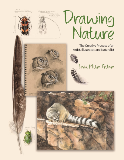 Drawing Nature: The Creative Process of an Artist, Illustrator, and Naturalist cover