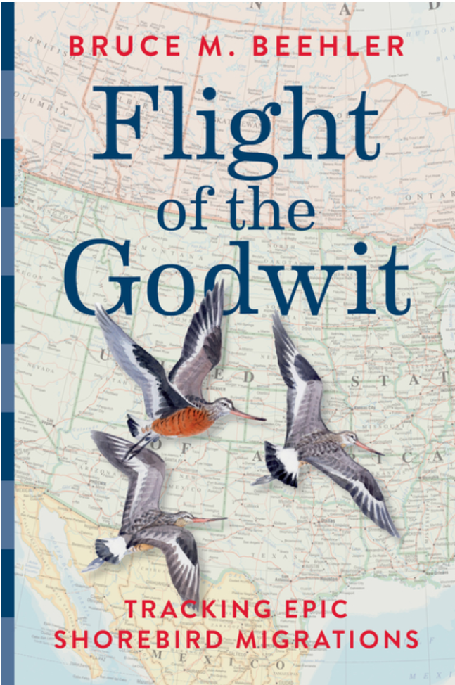 Flight of the Godwit: Tracking Epic Shorebird Migrations
