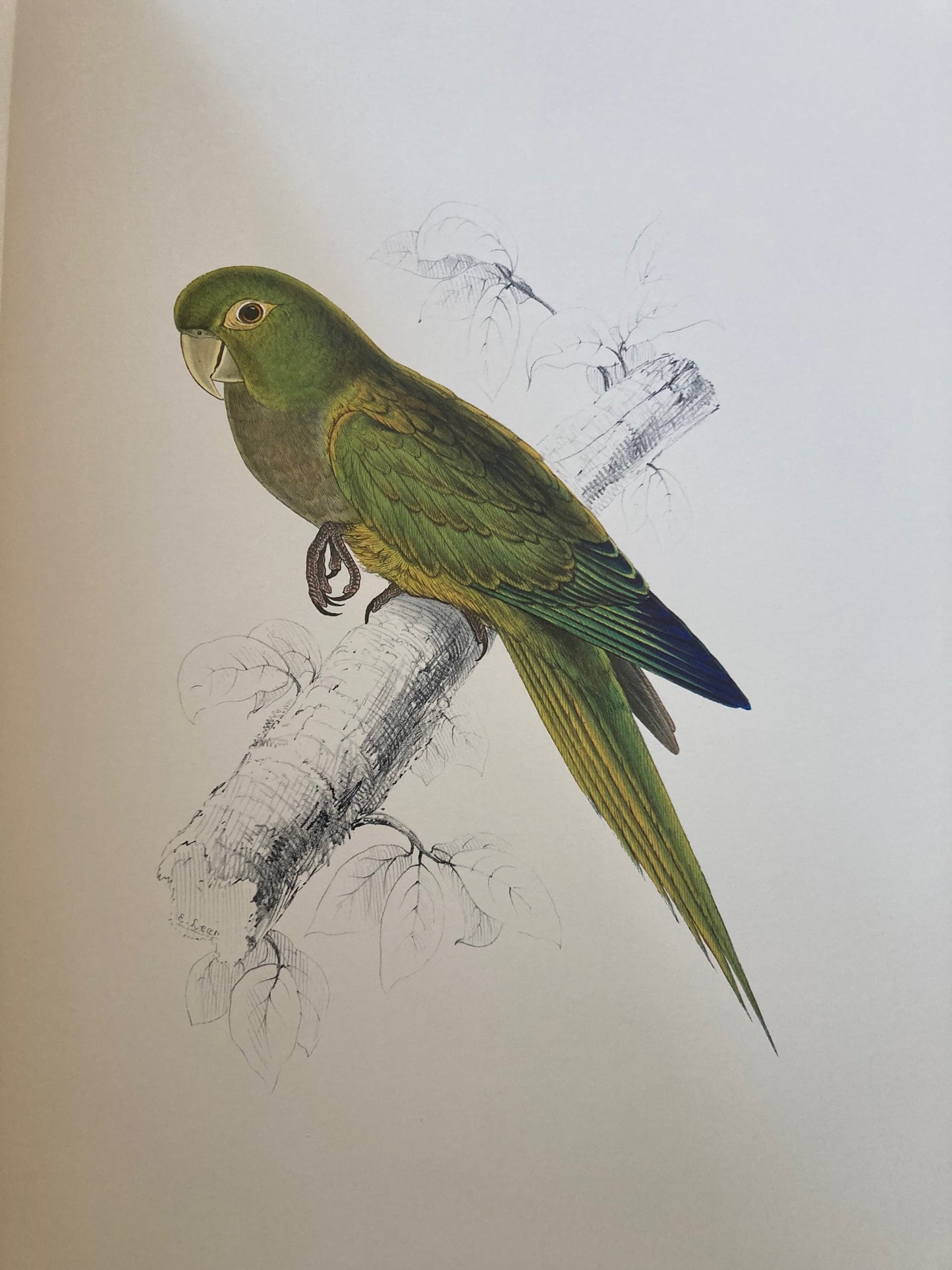 Illustrations of the Family of Psittacidae, or Parrots