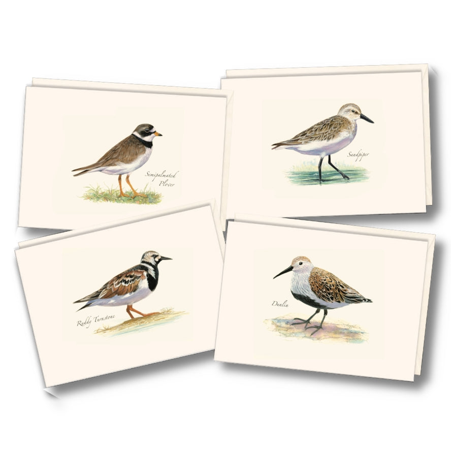 Notecard Set: Shorebird Assortment