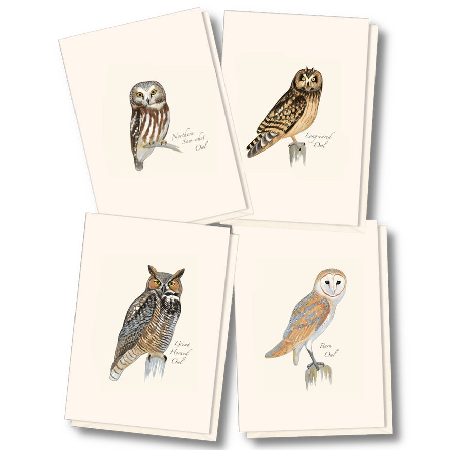Notecard Set: Sibley Owl Assortment
