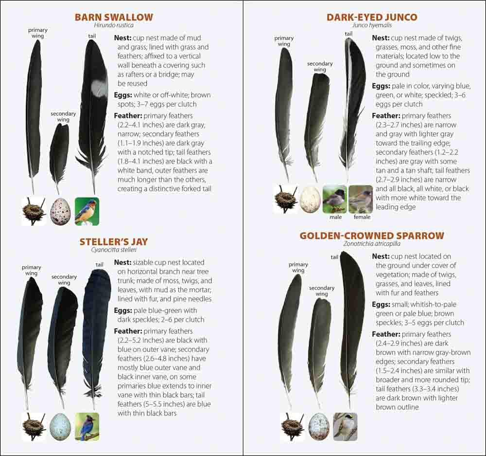 Bird Feathers & Eggs of...