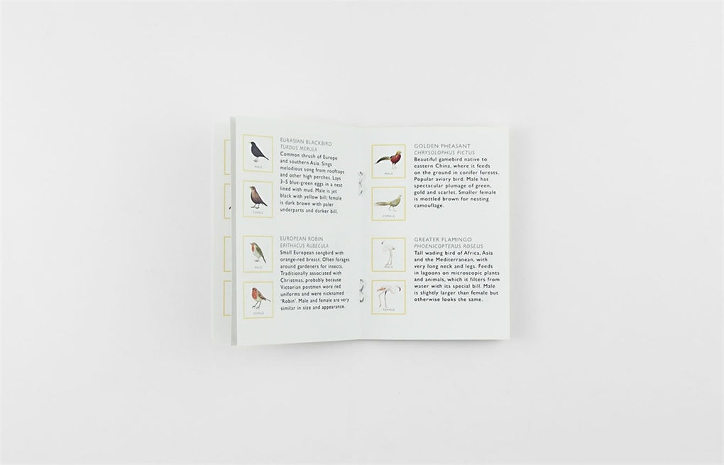 Match a Pair of Birds: A Memory Game