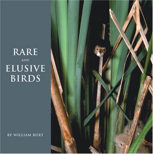 Rare and Elusive Birds of North America