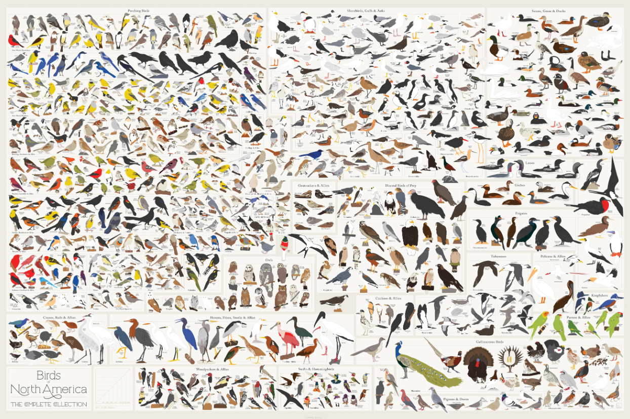 Poster: Birds of North America cover