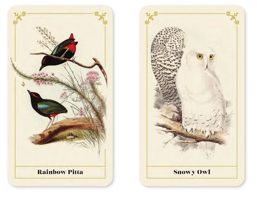 Vintage Birds: A Guidebook and Matching Game