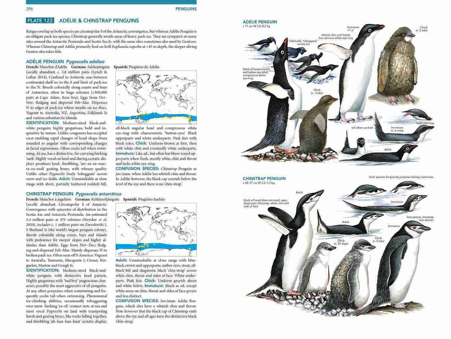 Seabirds: The New Identification Guide