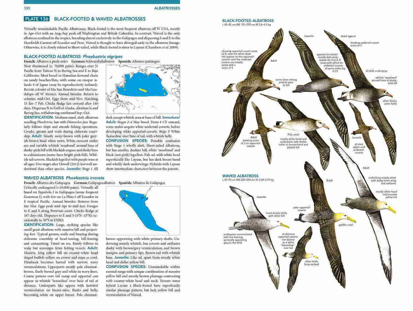 Seabirds: The New Identification Guide