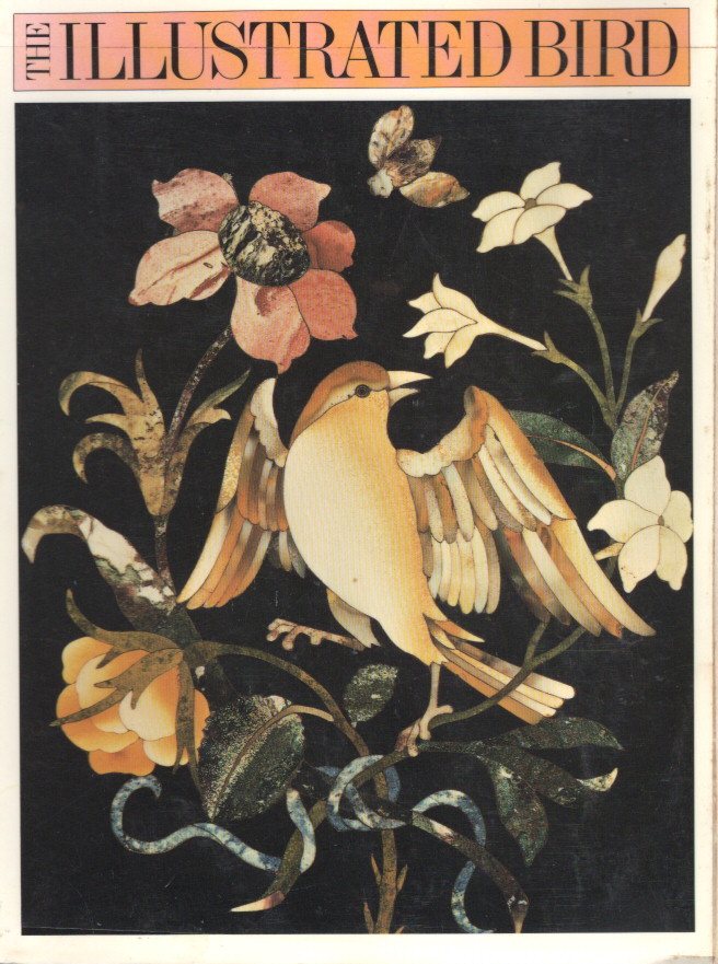 The Illustrated Bird