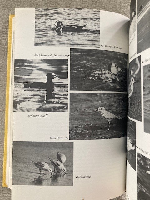 The Birds of California