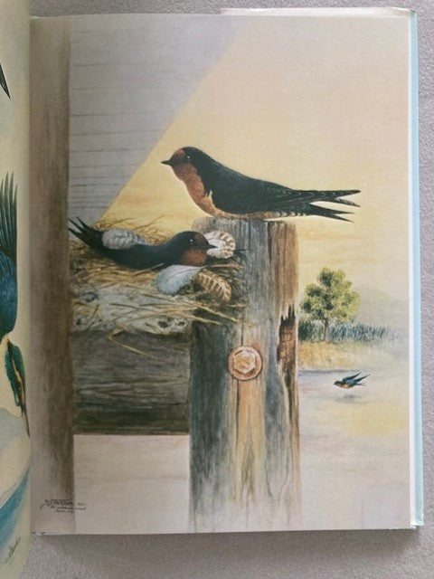 Birds of Fiji in Colour