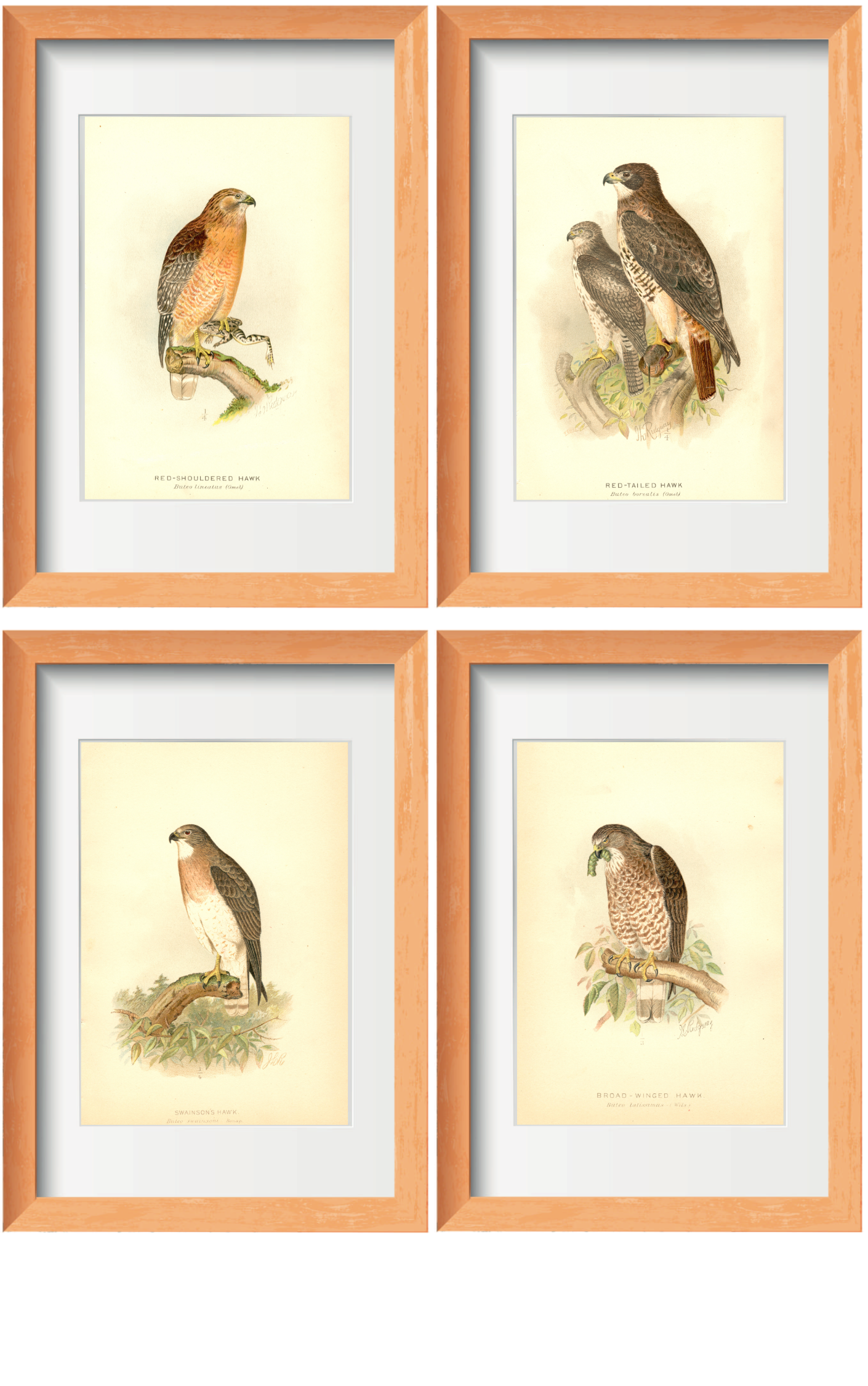 Buteo Art Print