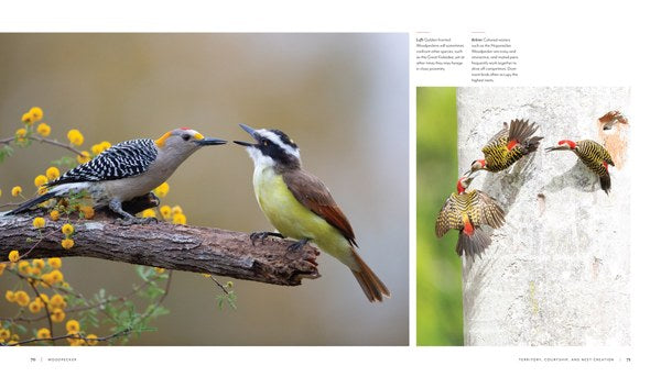 Woodpecker: A Year in the Life of North American Woodpeckers