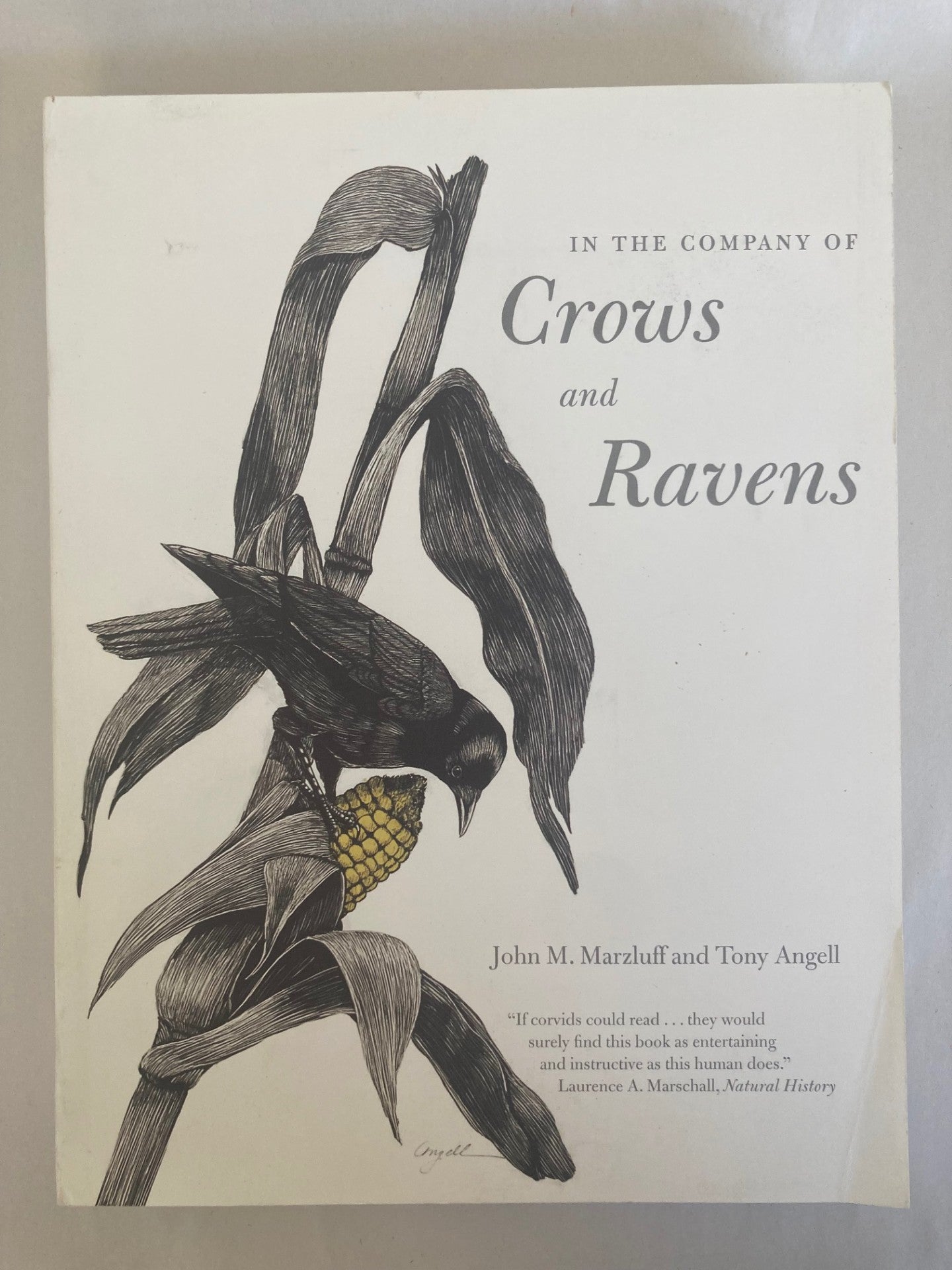 In the Company of Crows and Ravens