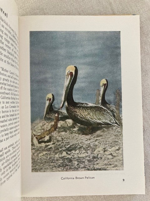 Familiar Birds of the Pacific Southwest