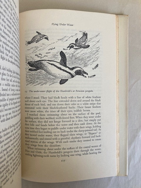 Flashing Wings: The Drama of Bird Flight