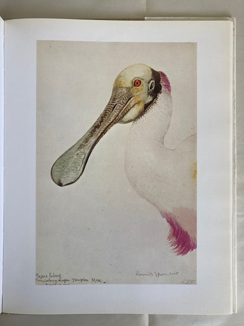 Louis Agassiz Fuertes and the Singular Beauty of Birds