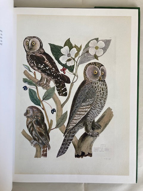 Owls