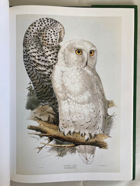 Owls