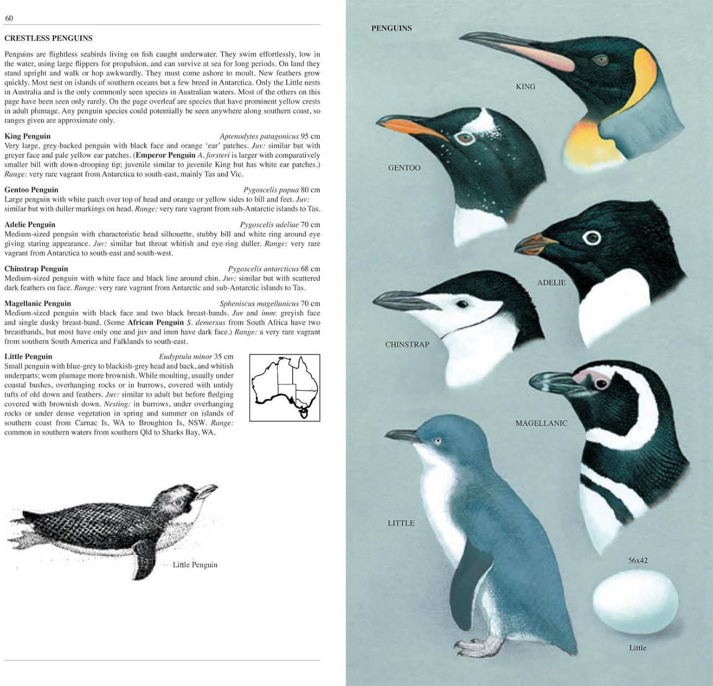 The Slater Field Guide to Australian Birds