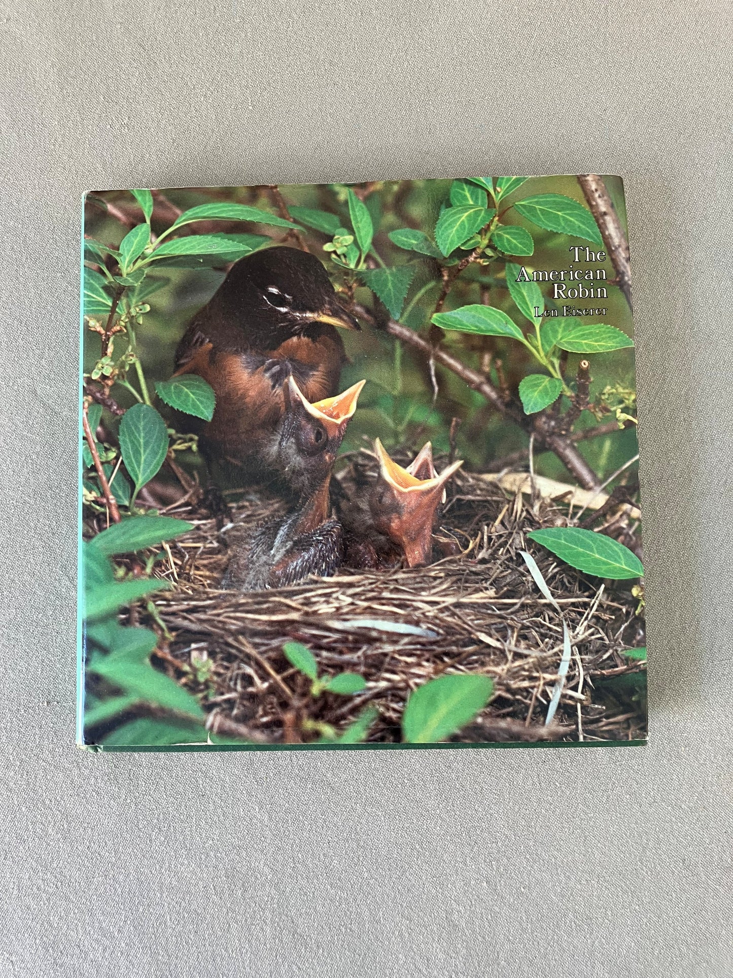 The American Robin: A Backyard Institution