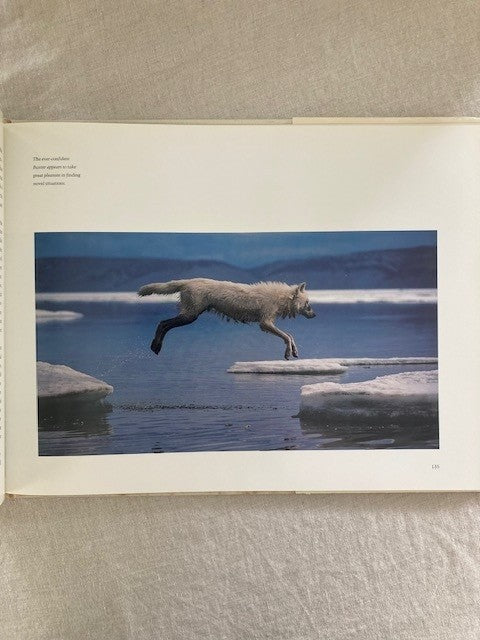 White Wolf: Living With an Arctic Legend