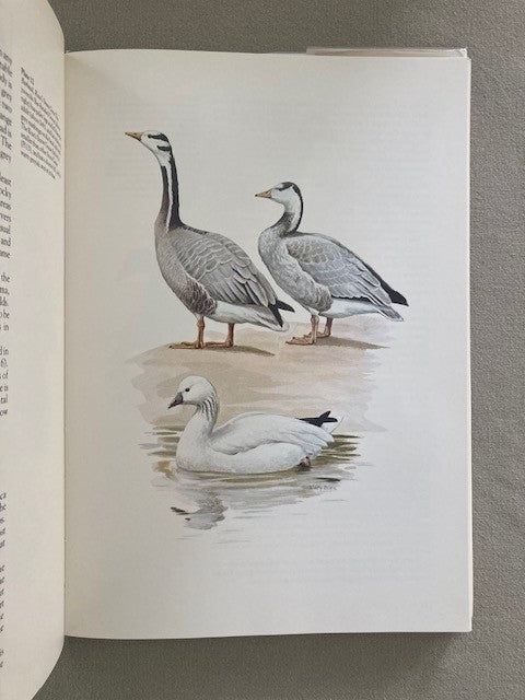 Wildfowl of Europe