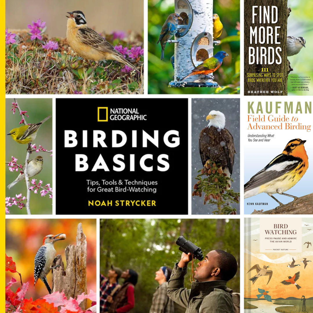 Birding