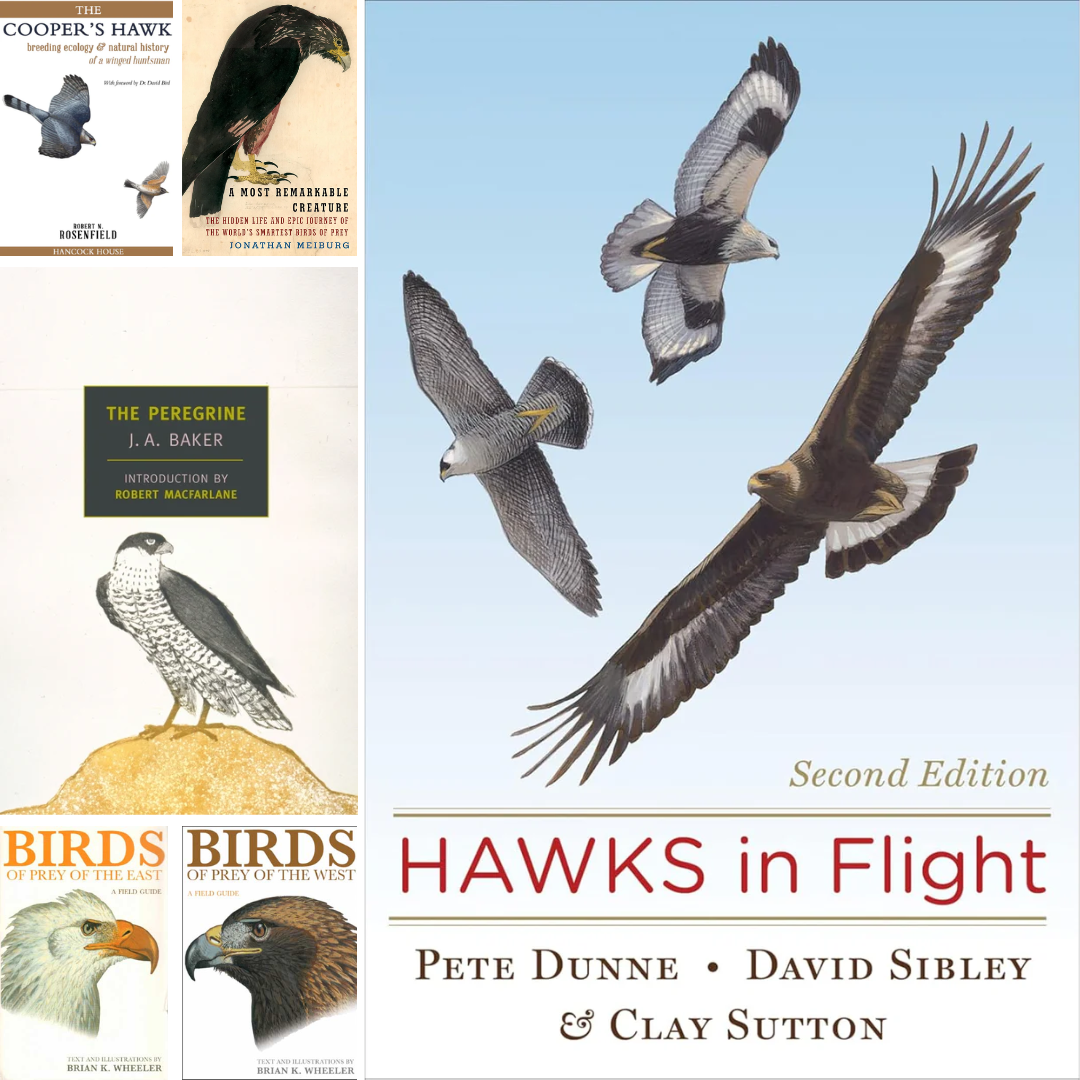 Hawks, Falcons, Eagles