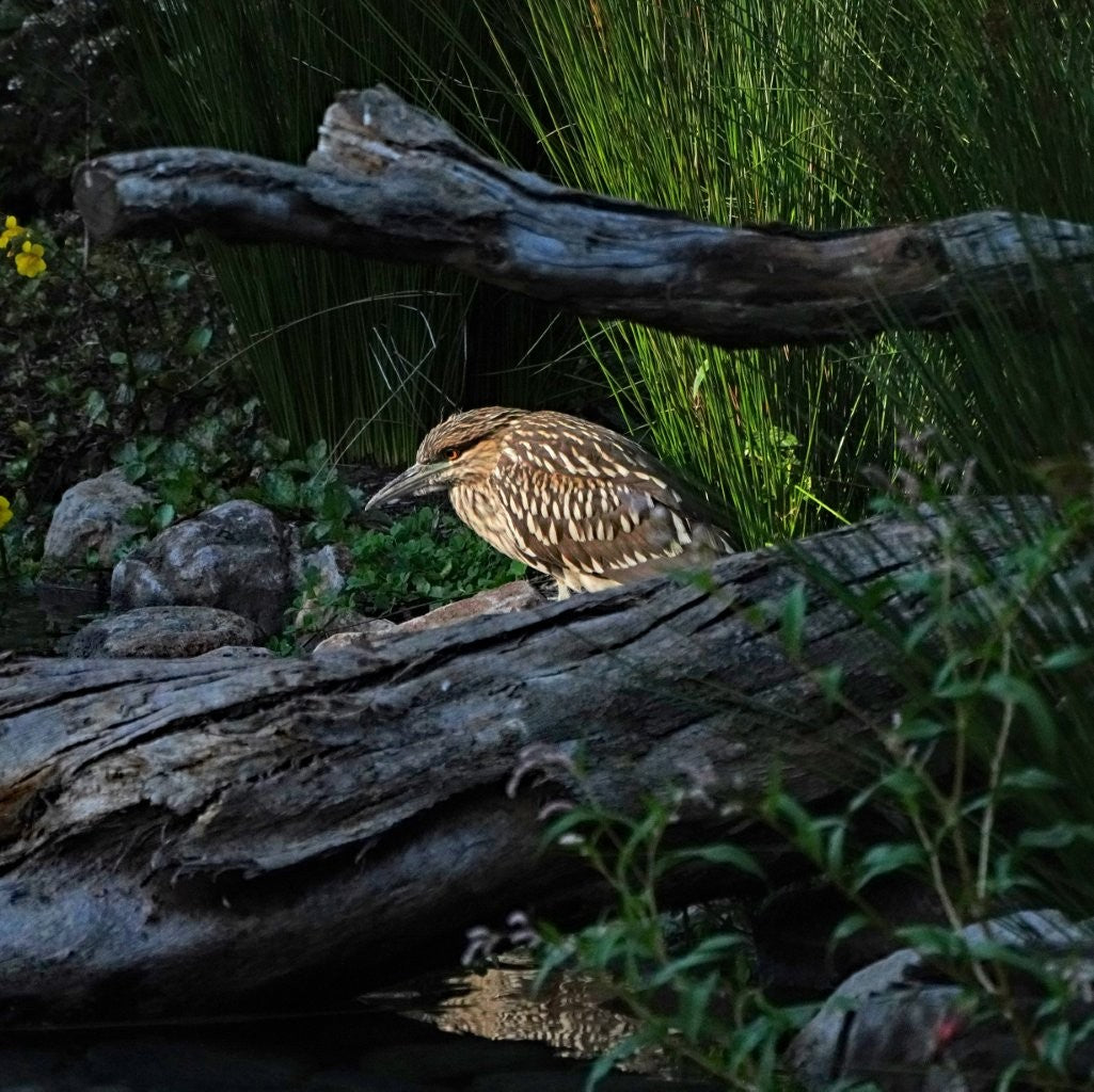 In the Shadow of the Bridge: Birds of the Bay Area [not yet published]