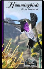 Book cover and/or sample page of Advanced Birding Series: Hummingbirds of North America [DVD]