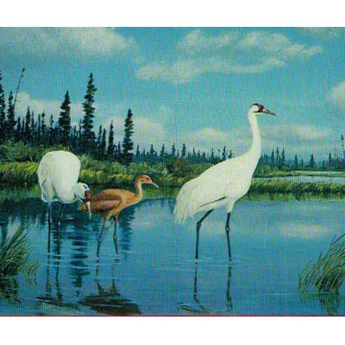 The Whooping Crane : North America's Symbol of Conservation cover