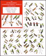 Book cover and/or sample page of The Hummingbirds of North and Middle America: A Checklist and Compact Field Guide / Colibries