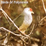 Book cover and/or sample page of Birds of Polynesia [CD]