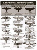 Book cover and/or sample page of A Guide to Hawks Seen in North America