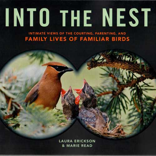 Book cover and/or sample page of Into the Nest: Intimate Views of the Courting, Parenting, and Family Lives of Familiar Birds
