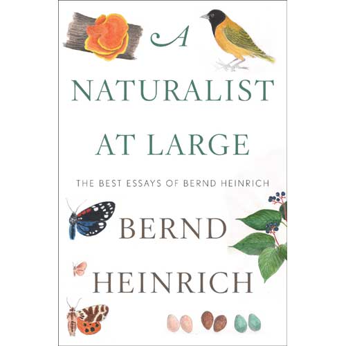 Book cover and/or sample page of A Naturalist at Large: The Best Essays of Bernd Heinrich