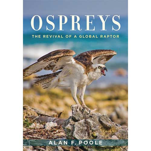 Book cover and/or sample page of Ospreys: The Revival of a Global Raptor