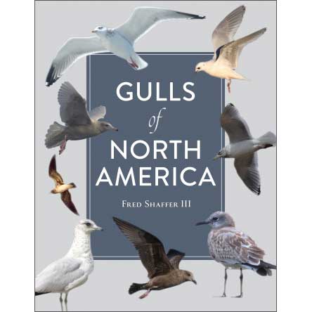 Book cover and/or sample page of Gulls of North America