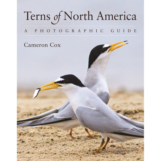 Book cover and/or sample page of Terns of North America: A Photographic Guide