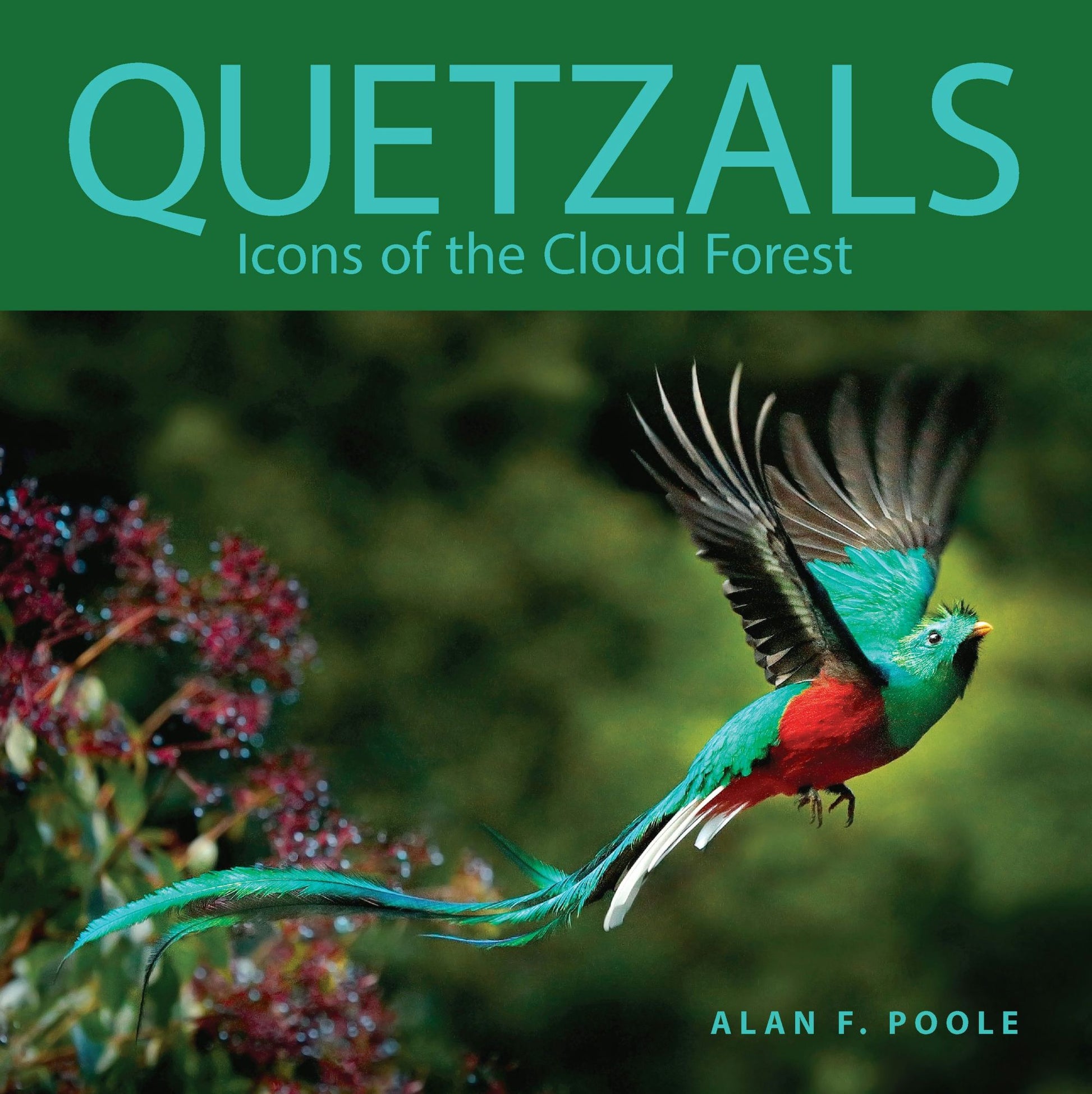 Quetzals: Icons of the Cloud Forest book cover