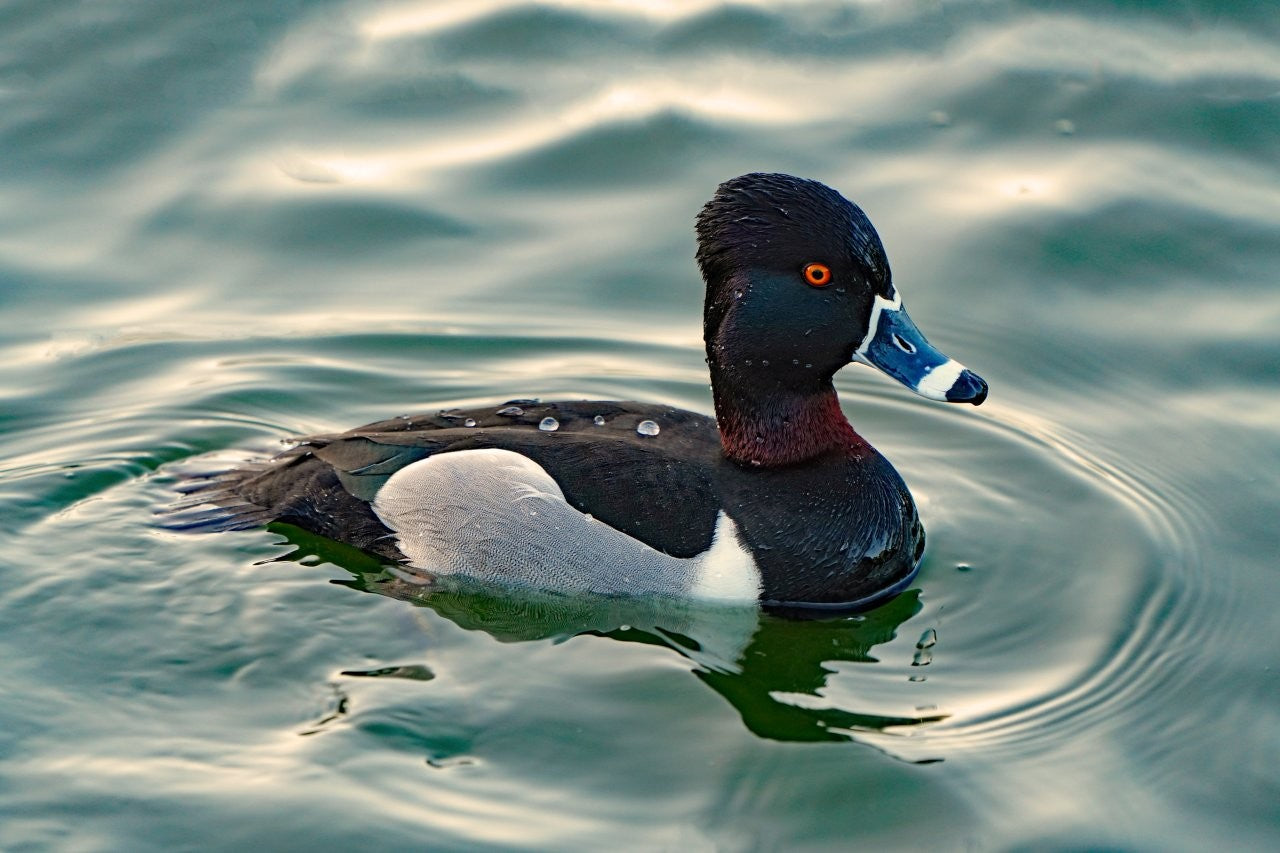 In the Shadow of the Bridge: Birds of the Bay Area [not yet published]