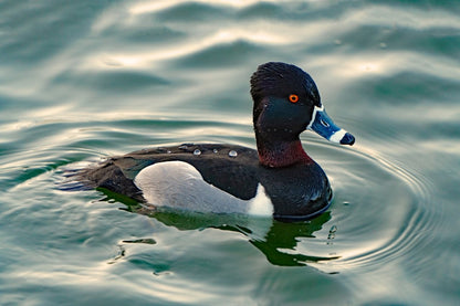 In the Shadow of the Bridge: Birds of the Bay Area [not yet published]