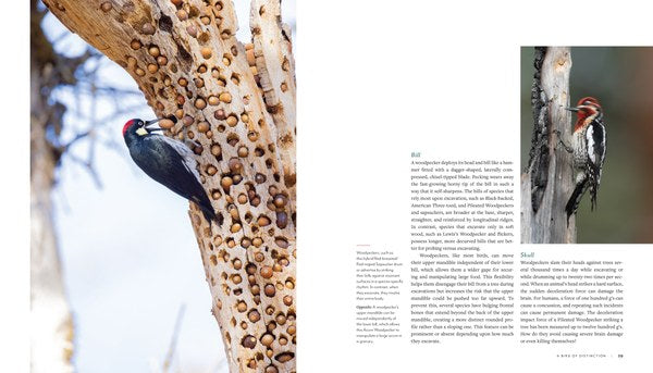 Woodpecker: A Year in the Life of North American Woodpeckers