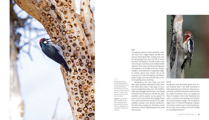 Woodpecker: A Year in the Life of North American Woodpeckers