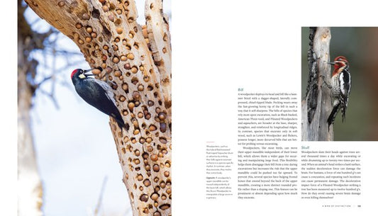 Woodpecker: A Year in the Life of North American Woodpeckers